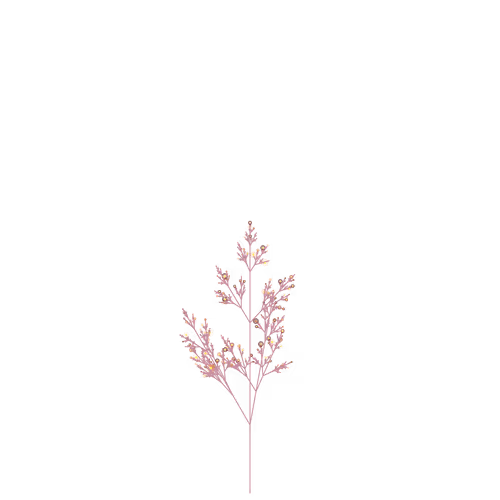 Nubloomfractal