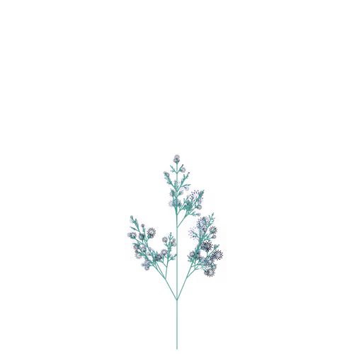 Nubloomfractal