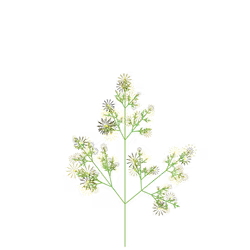 Banshee Ribwort