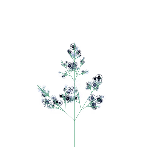 Pixy Juniper