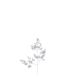 Imperial Azolla