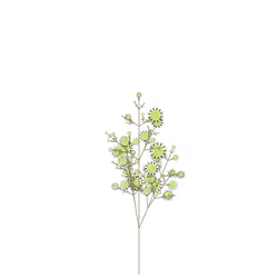 Bleeding Silkweed