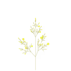 Yellow Poppy