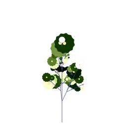 Deadly Geranium