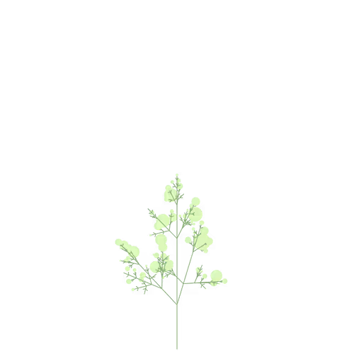 Nubloomfractal