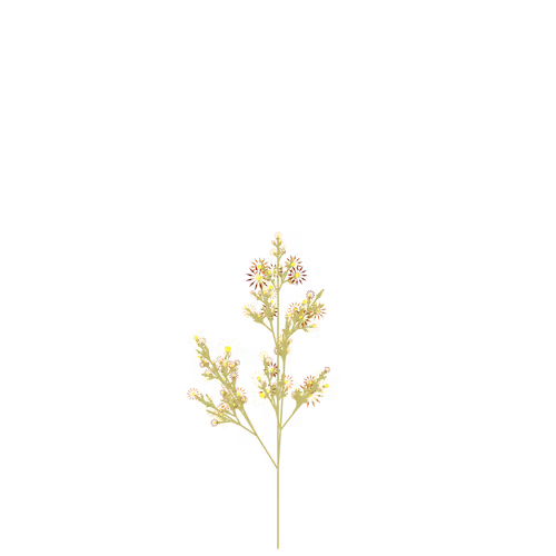 Nubloomfractal