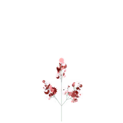 Dim Nightshade