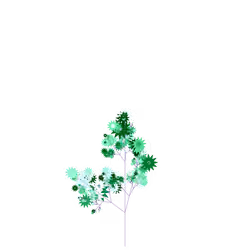 Coughing Geranium