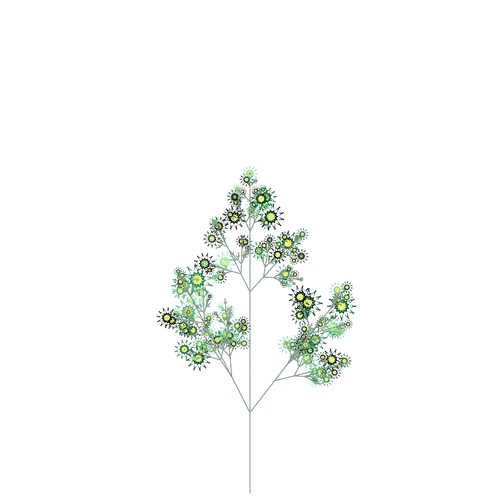 Sun Poppy