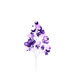Shield Wineberry