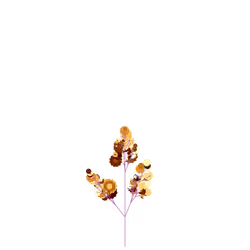 Void Hellebore