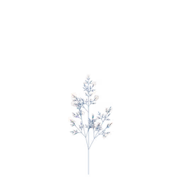 Swamp Hibiscus
