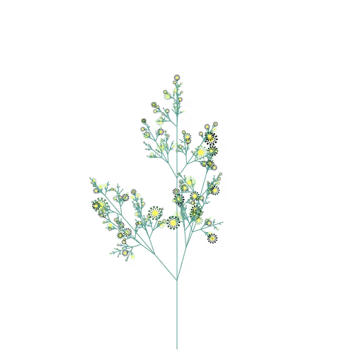 Pixy Winterberry