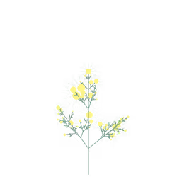 Dream Vine