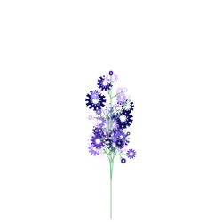 Sneezing Wintercress