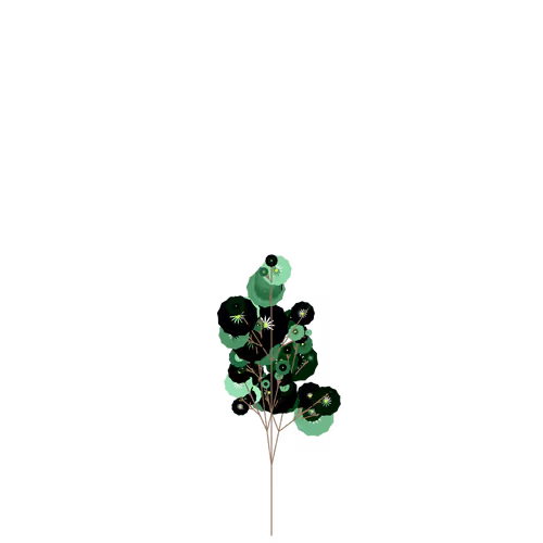 Dwarf Ribwort