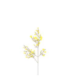 Phantom Fennel