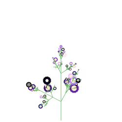Horned Geranium