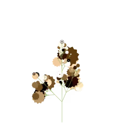 Screaming Swallow-wort