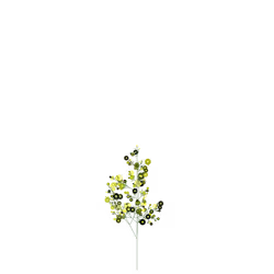 Imperial Gutweed