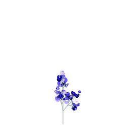 Regal Berry