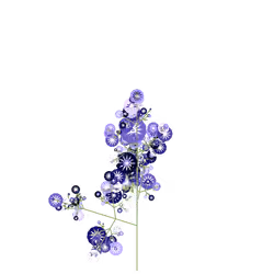 Piranha Fennel