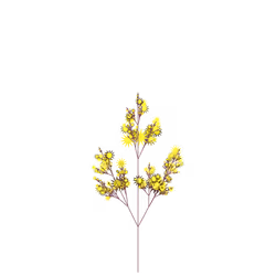 Heart's Hemp