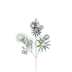 Mercy's Brittlebush