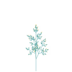 Jester Flower