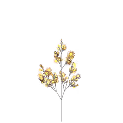 Echo Laceflower