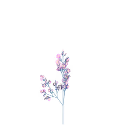 White Huckleberry