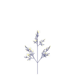 Blood Feverfew