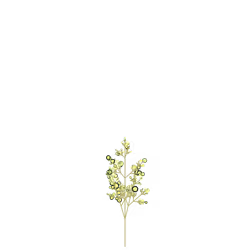 Marsh Holly