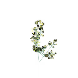 Ashen Holly