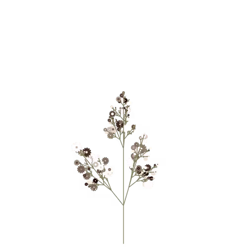 Nubloomfractal
