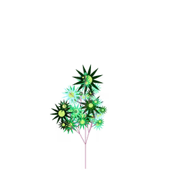 Candy Rose