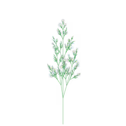 Tundra Mint