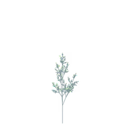 Piranha Poisonflower