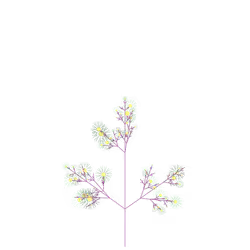 Dream Lily