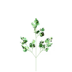 Sun Collard