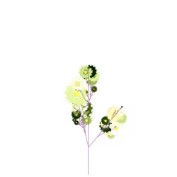Smooth Azolla