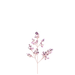 Fragrant Lily