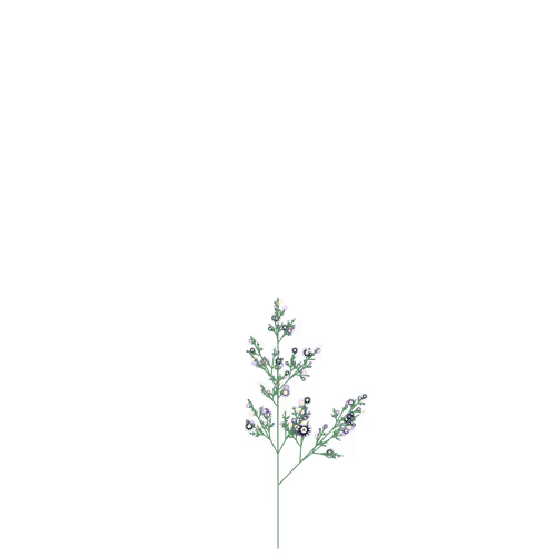 Nubloomfractal