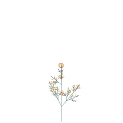 Ash Grapevine