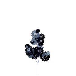Dim Coneflower
