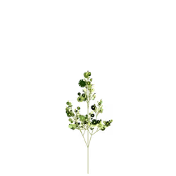 Monk's Silkweed