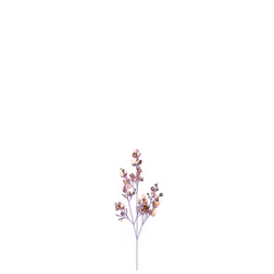 Chameleon Toothwort