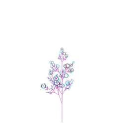 Tangled Cabbage