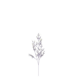 Heart's Geranium