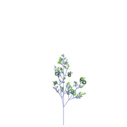 Rock Winterberry